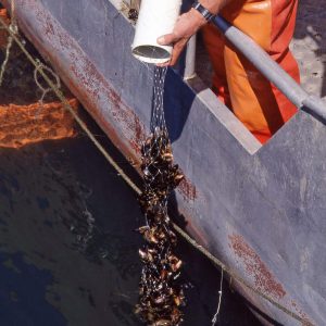 Mussel Nets