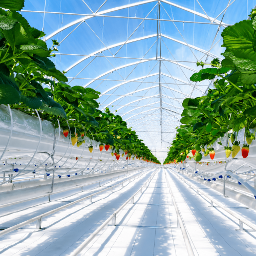 Greenhouse Films